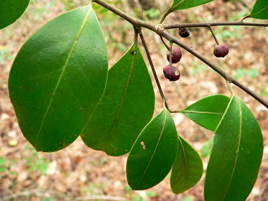 {Ilex cassine}
